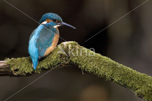 IJsvogel (Alcedo atthis)