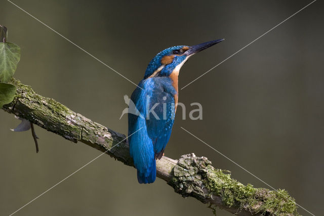 IJsvogel (Alcedo atthis)