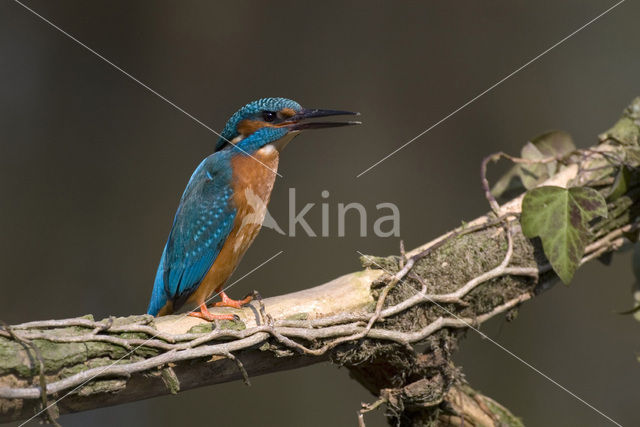 IJsvogel (Alcedo atthis)