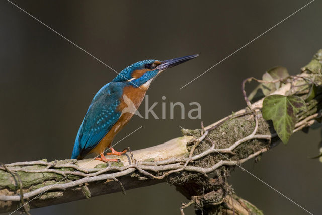 IJsvogel (Alcedo atthis)