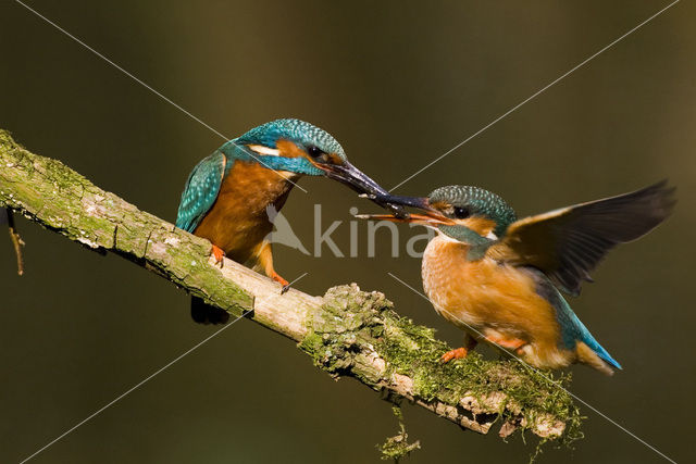 IJsvogel (Alcedo atthis)