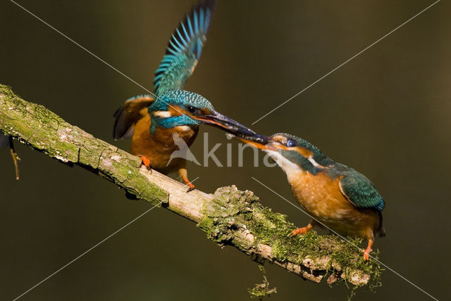 IJsvogel (Alcedo atthis)