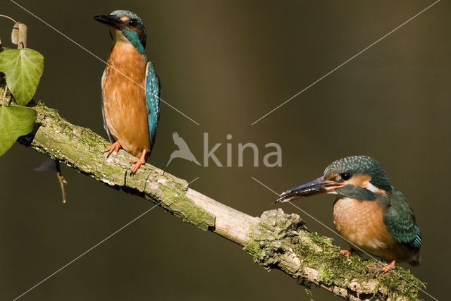 IJsvogel (Alcedo atthis)