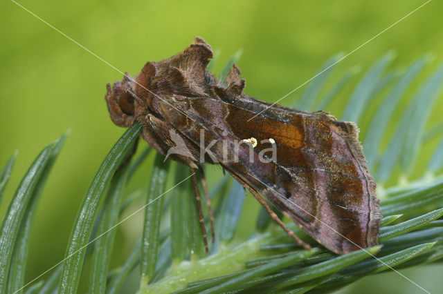 Jota-uil (Autographa jota)