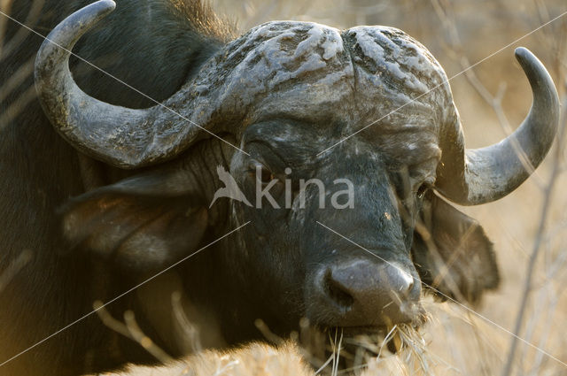 Kaapse buffel (Syncerus caffer)