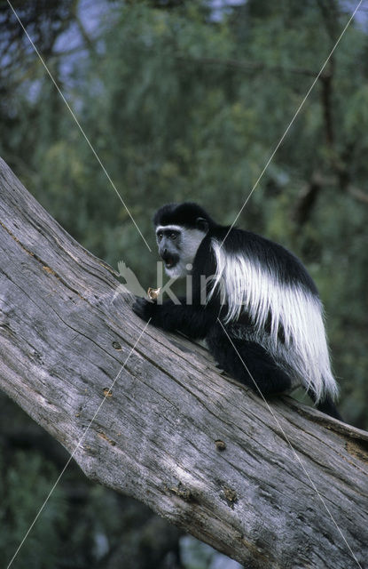 kikoejoe franjeaap (Colobus guereza kikuyensis)