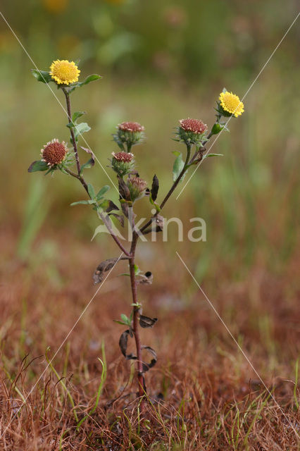 Klein vlooienkruid (Pulicaria vulgaris)