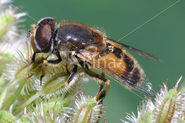 Kleine bijvlieg (Eristalis arbustorum)