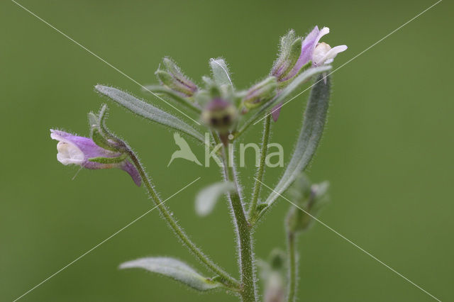 Kleine leeuwenbek (Chaenorhinum minus)