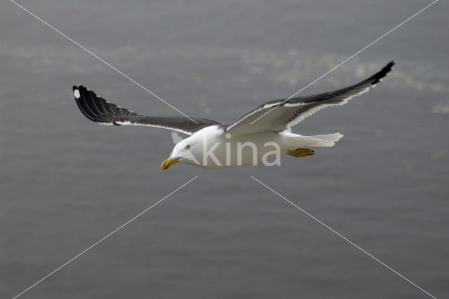 Kleine Mantelmeeuw (Larus fuscus)