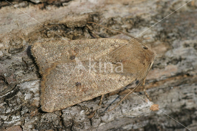 Kleine voorjaarsuil (Orthosia cruda)