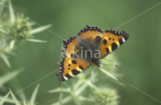 Kleine vos (Aglais urticae)