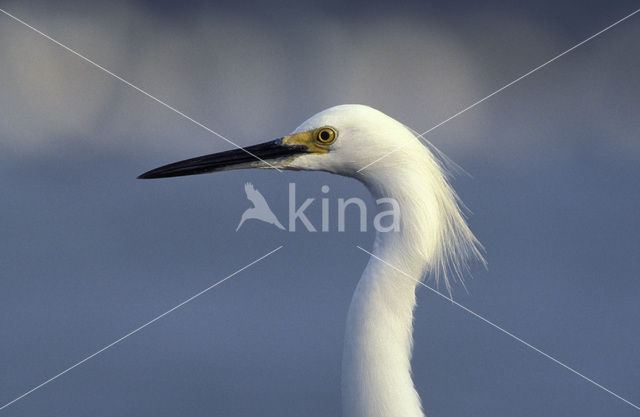 Kleine Zilverreiger (Egretta garzetta)