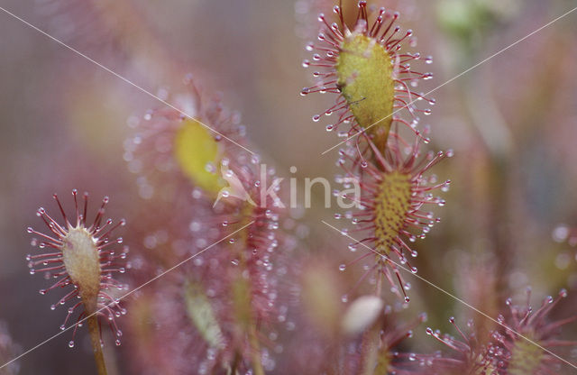 Kleine zonnedauw (Drosera intermedia)