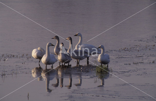 Kleine zwaan (Cygnus bewickii)