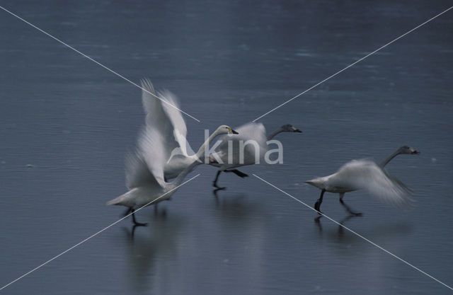 Kleine zwaan (Cygnus bewickii)