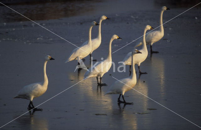 Kleine zwaan (Cygnus bewickii)