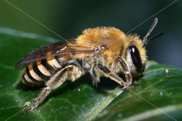 Klimopbij (Colletes hederae)