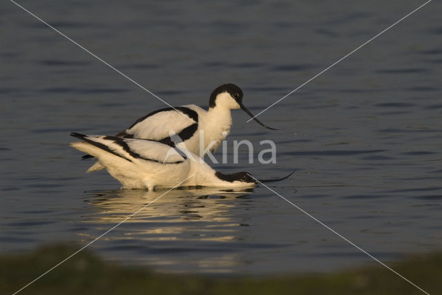 Pied Avocet (Recurvirostra avosetta)