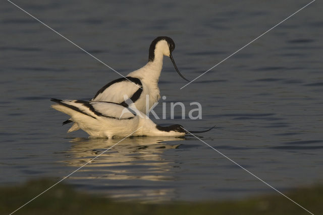 Pied Avocet (Recurvirostra avosetta)