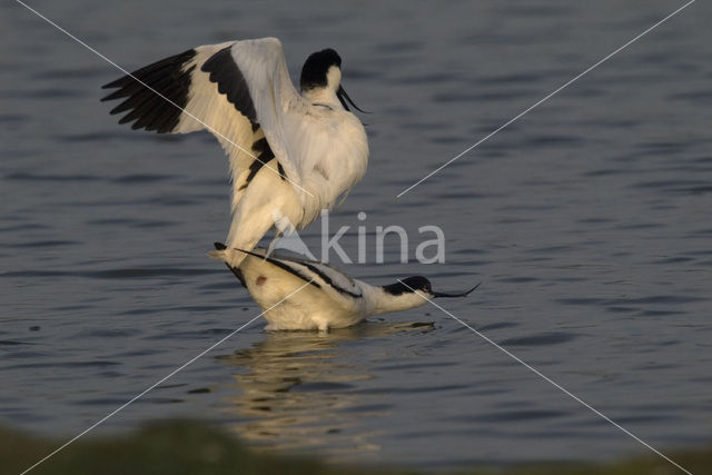 Pied Avocet (Recurvirostra avosetta)