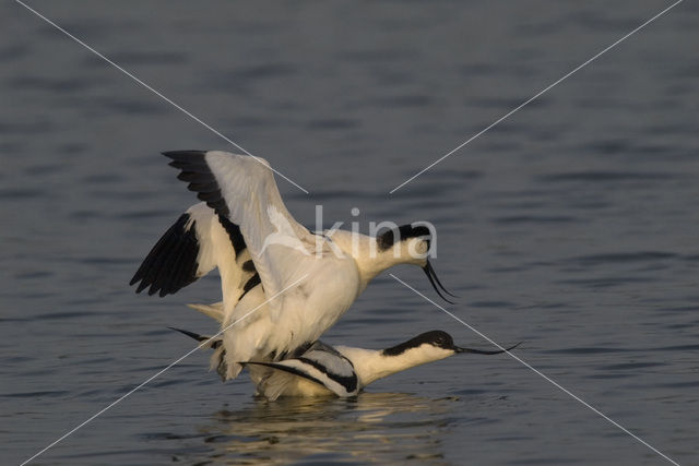 Pied Avocet (Recurvirostra avosetta)