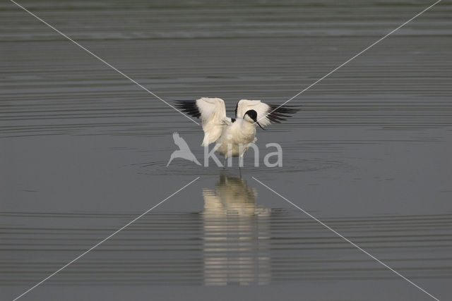 Pied Avocet (Recurvirostra avosetta)