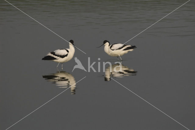 Pied Avocet (Recurvirostra avosetta)