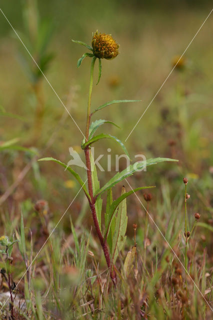 Knikkend tandzaad (Bidens cernua)