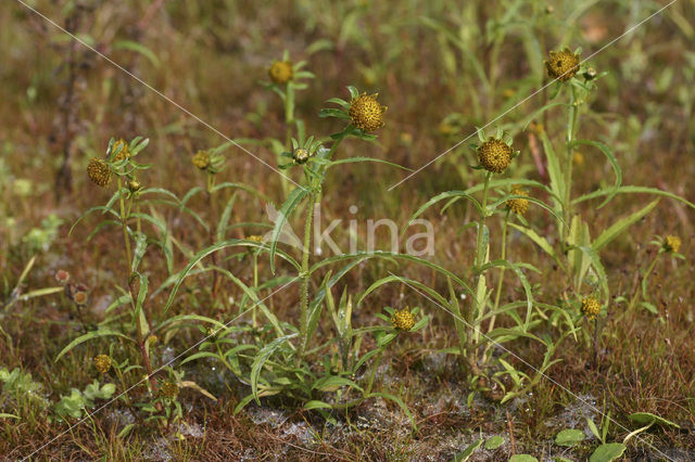 Knikkend tandzaad (Bidens cernua)