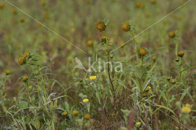 Knikkend tandzaad (Bidens cernua)