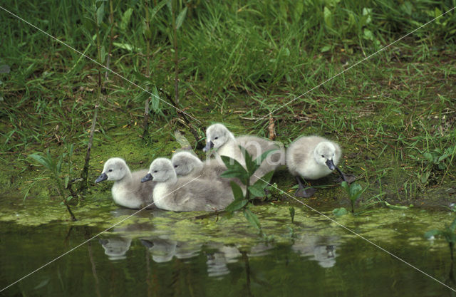 Knobbelzwaan (Cygnus olor)