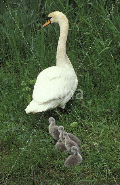 Knobbelzwaan (Cygnus olor)