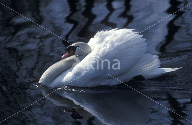 Knobbelzwaan (Cygnus olor)