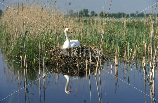 Knobbelzwaan (Cygnus olor)