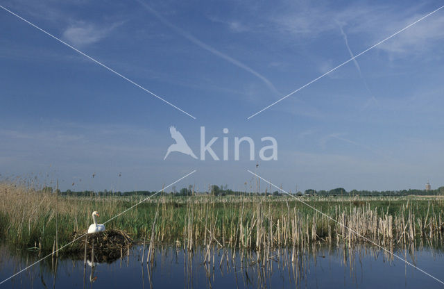 Knobbelzwaan (Cygnus olor)