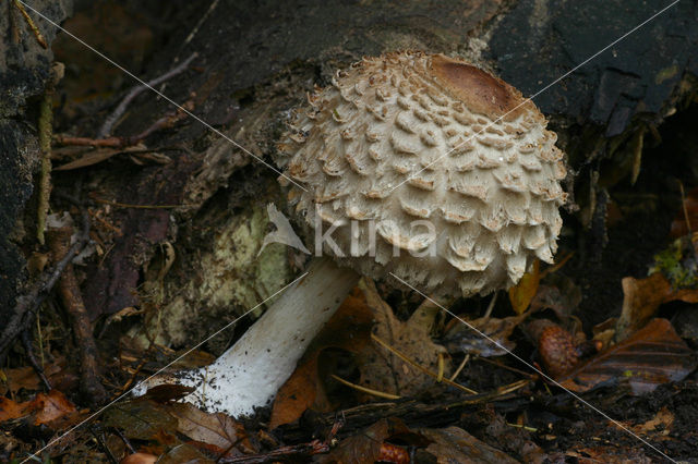 Knolparasolzwam (Macrolepiota rachodes)