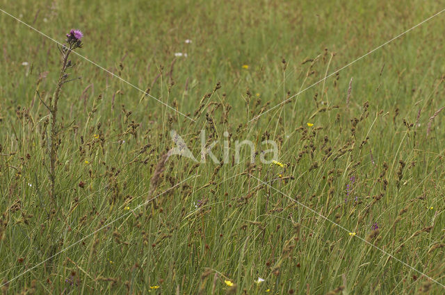 Knotszegge (Carex buxbaumii)