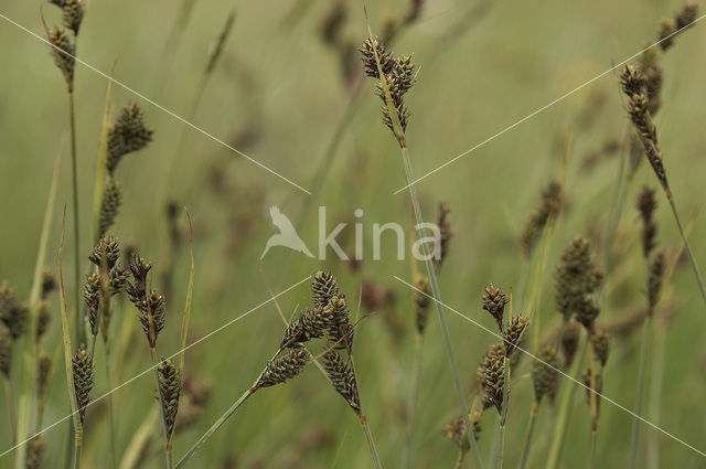 Knotszegge (Carex buxbaumii)