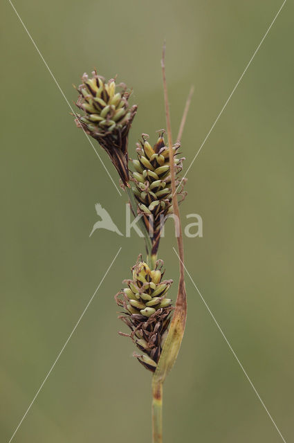 Knotszegge (Carex buxbaumii)