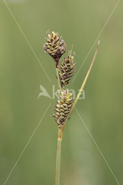 Knotszegge (Carex buxbaumii)