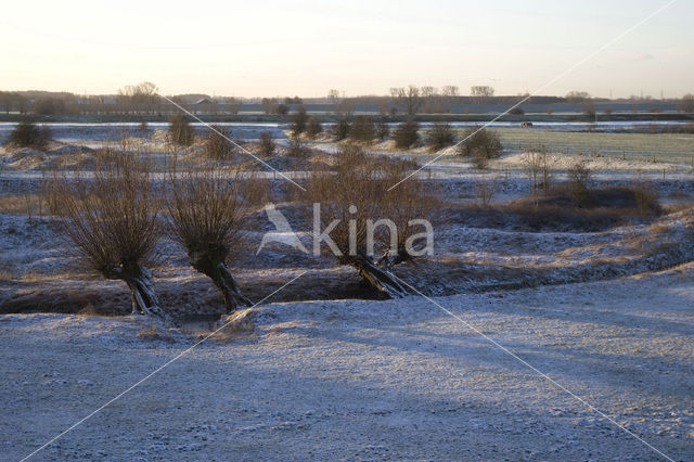 Knotwilg (Salix alba)