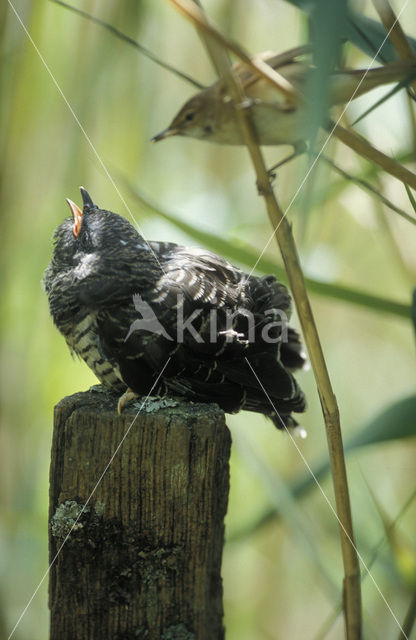 Koekoek (Cuculus canorus)