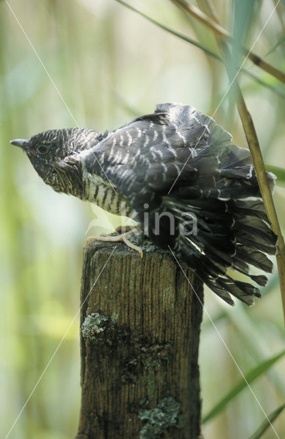 Koekoek (Cuculus canorus)