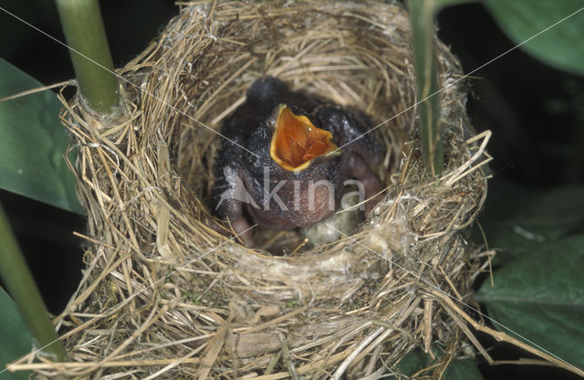 Koekoek (Cuculus canorus)