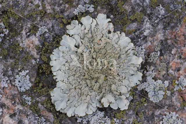 Kogelschildmos (Xanthoparmelia tinctina)