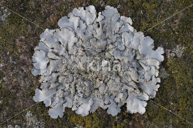 Kogelschildmos (Xanthoparmelia tinctina)