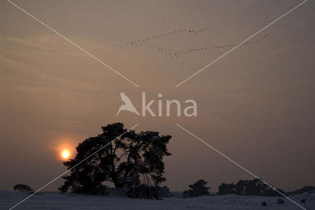 White-fronted goose (Anser albifrons)