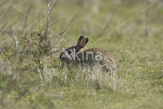 Konijn (Oryctolagus cuniculus)