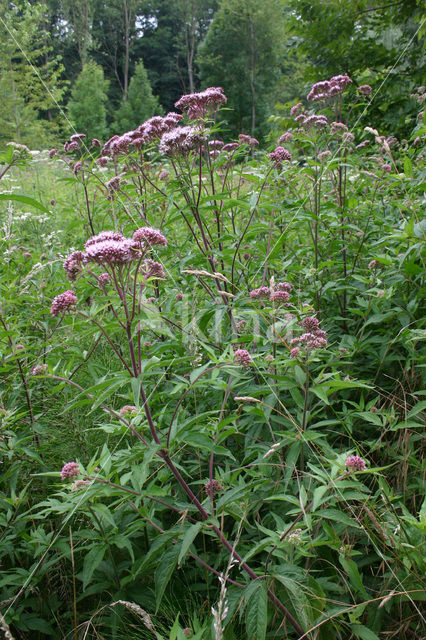 Koninginnekruid (Eupatorium cannabinum)